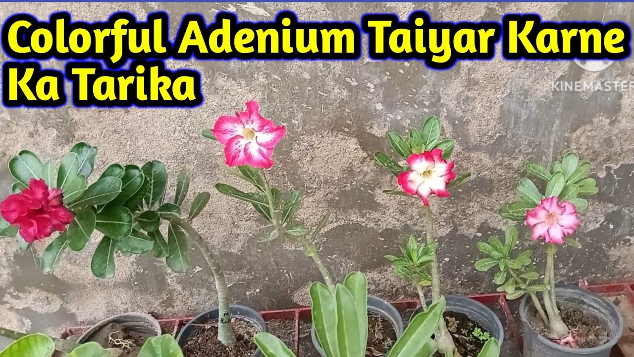 how to make colourful adenium 😱   