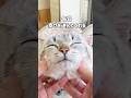 【食いしん坊の猫】元野良猫くうの恩返し😺毎日幸せを運んできてくれる #shorts