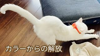 カラーからの解放