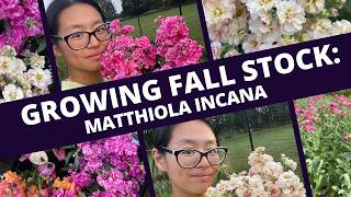 How I successfully grew fall Stock (Matthiola incana)