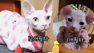 스핑크스 고양이 태어난 날 부터 1년까지 성장스토리 (The story of Sphinx cat growing up to a year after birth)