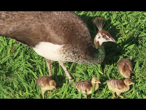 Four July Peachicks