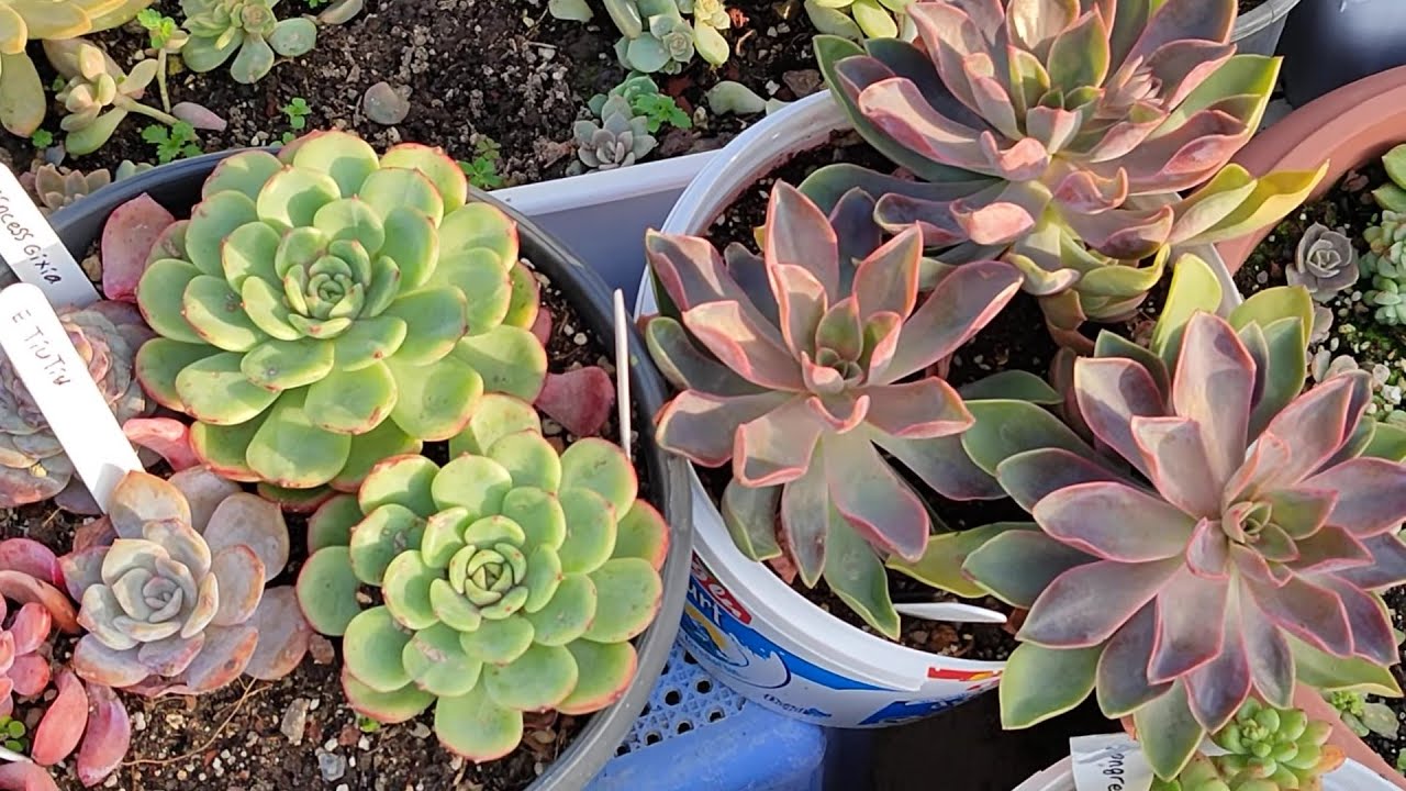 Ayşe hanımın kargosu ve teras gezisi💐🌺#youtube #benionecikar 