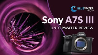 Sony A7S III — ЛУЧШАЯ подводная видеокамера 2020 года??