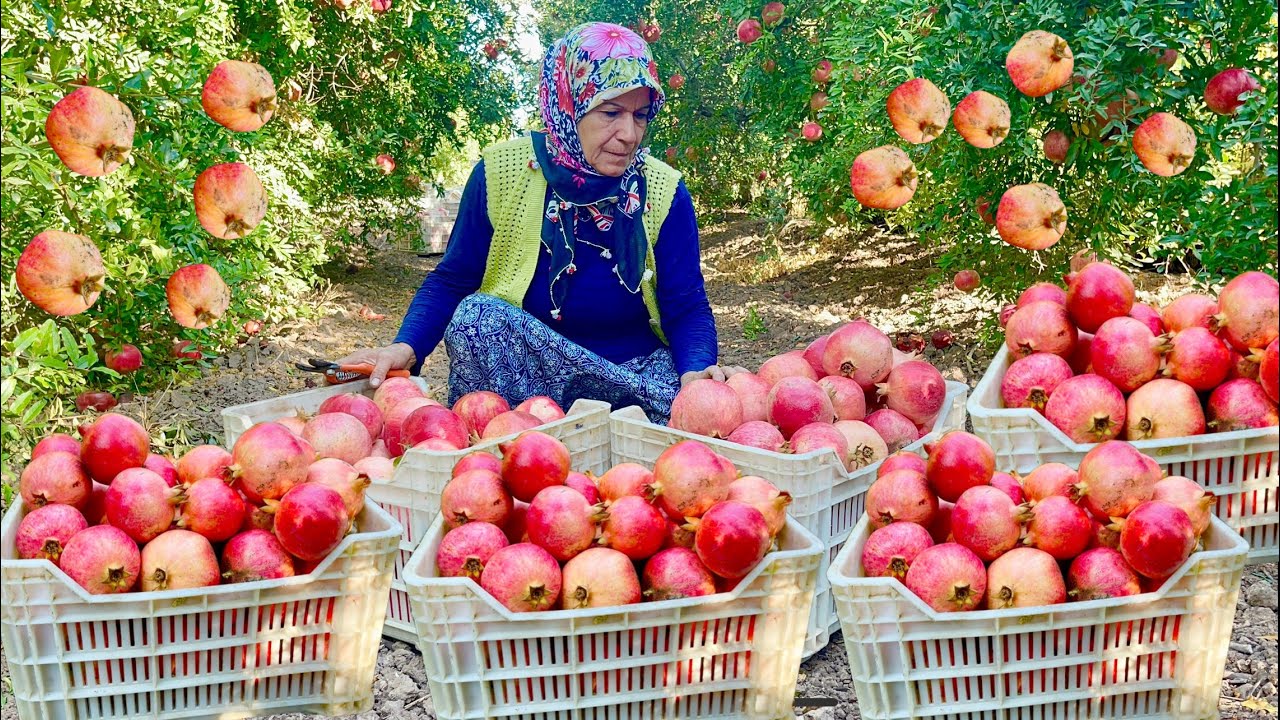 LEZZETLİ YEMEKLER İÇİN NAR HASADI Ve NAR EKŞİSİ HAZIRLIĞI | ANNEM LEZZET KÖYÜ