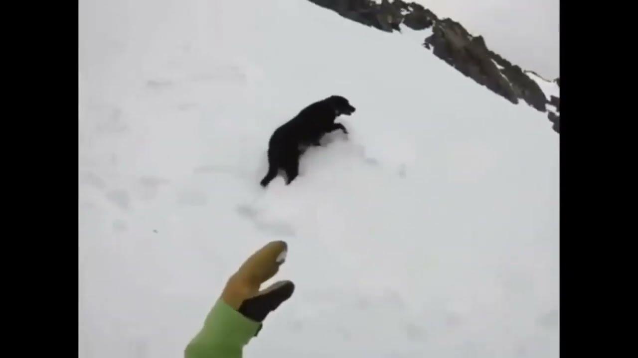 Скандинавская горная собака. Собака кувырком с горы. Собака катается на горке. Животные катаются с горки. Собака катается на льду.