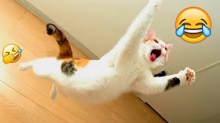 Best Cats and Dogs Videos  Best Funniest Animals Video 2024 # 17