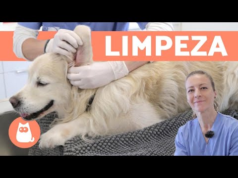Vídeo: Limpando as orelhas de um cachorro: os porquês, o que é e como