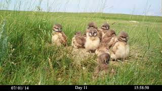 Growing Up with Burrowing Owls