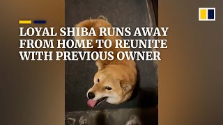 Loyal Shiba Inu runs away from new owner to reunite with previous owner