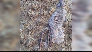 Spotted Lanternfly Eggs: How to destroy them in the fall