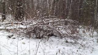 лес. 🌳 выпал первый снег -3°С ❄️