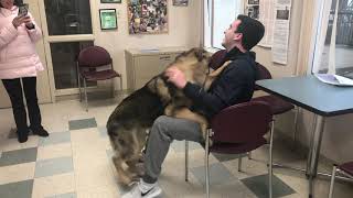 German Shepherd Gets Adopted By His Owner After Failing Guide Dog Training School