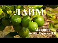 Лайм🌞Матрица Гаряева💠Lime🌞Garyaev Matrix