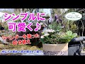 【寄せ植えシリーズ】シンブルに可愛く♪ お手頃に出来る寄せ植え♪【ラベンダー・オステオスペルマム・プリムラ】