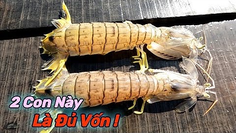 Lội Sình Hơn 1Km Để Tìm Bắt Tôm Tít Biển | Gia Đình Cần Giờ .392 |