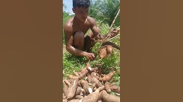 Harvesting cassava part 398 #shorts #farming #cassava #nature  #cassavaroots #cassavafarming