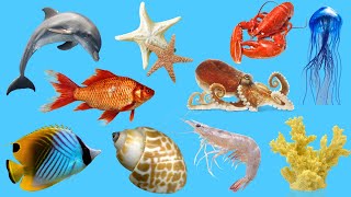 Peces de mar / Sea Fishes: Animales acuá mqdefault.jpg