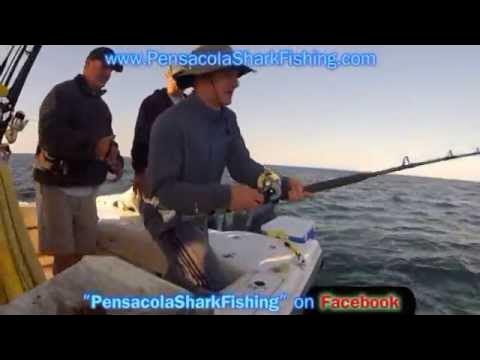 Shark Fishing Pensacola Florida - YouTube