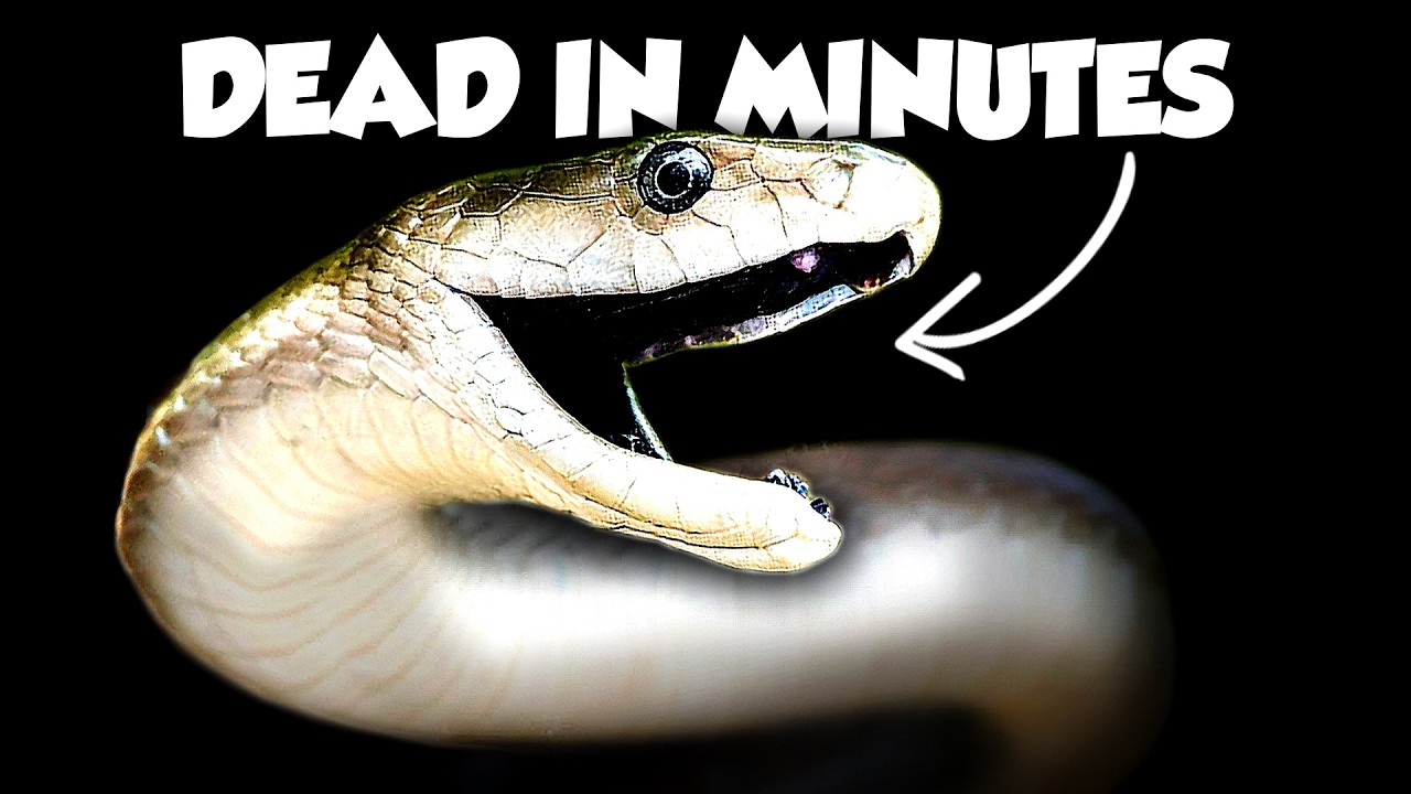 The Worst Snake Bites on Earth Ranked