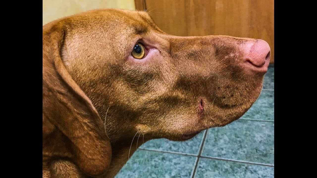 Training a Vizsla to Fetch + Dog Bite Vlog 69 YouTube