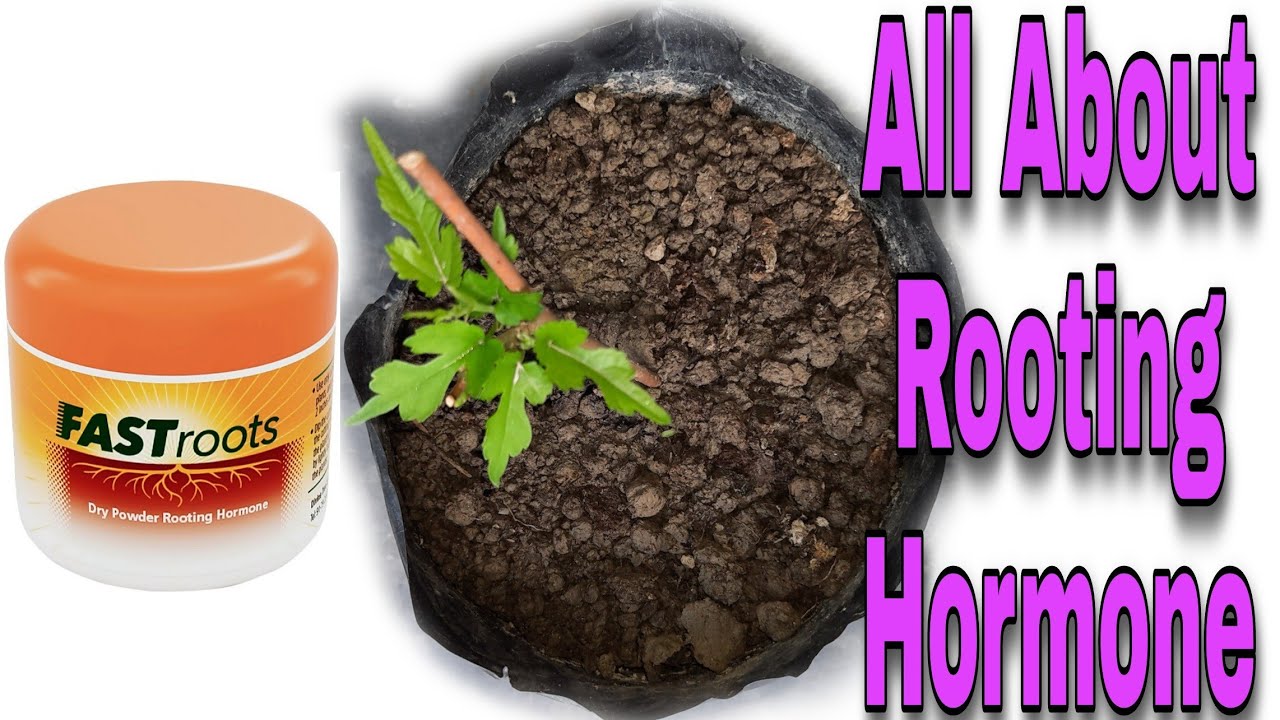 Rooting HormoneRooting Hormone PowderHow to use Rooting Hormone to