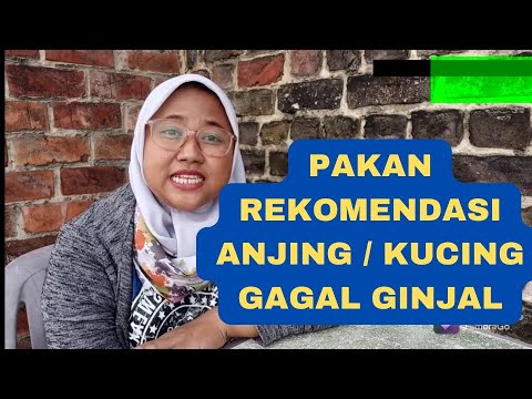 MINYAK IKAN SUPLEMEN DAN PAKAN REKOMENDASI UNTUK ANJING KUCING GAGAL GINJAL - TIPS DOKTER HEWAN