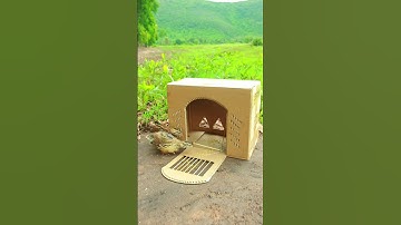 Creative Easy Bird Trap - Quail Trap # simple bird trap #video shorts