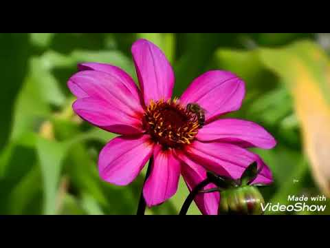 الميمية لابن القيم رحمه الله