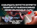 Кабырдагы камыш менен жыландын сыры. Расул медиа // Rasul media // кабыр азабы #rasul_media