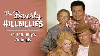The Beverly Hillbillies | S1 E19 | Ellys Animals (1963)