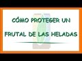 Como proteger los frutales de las heladas