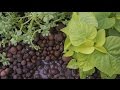 How To Assemble A Small Aquaponic System