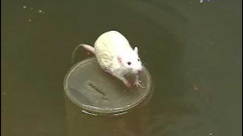 Morris Water Maze Experiment