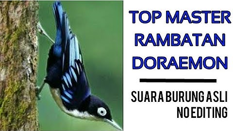 Rambatan Doraemon | Munguk loreng (Sitta azurea) master burung
