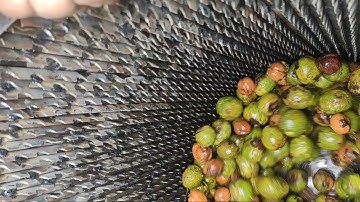 WALNUT PEELING, HULLER ND  CLEANING MACHINE IN 2021