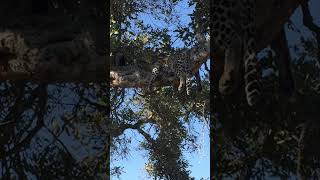 Can You Spot the Hidden Leopard in the Tree?