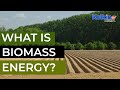 Harnessing Renewable Biomass Energy for a Sustainable Future