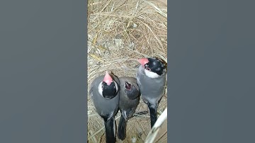 Grey java breeder pair with chick 🤩 #shortfeeds #2023#trending #viral #finch#chicks#javaofinstagram