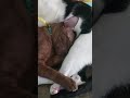 幸せそうに寝てる2匹 #shorts