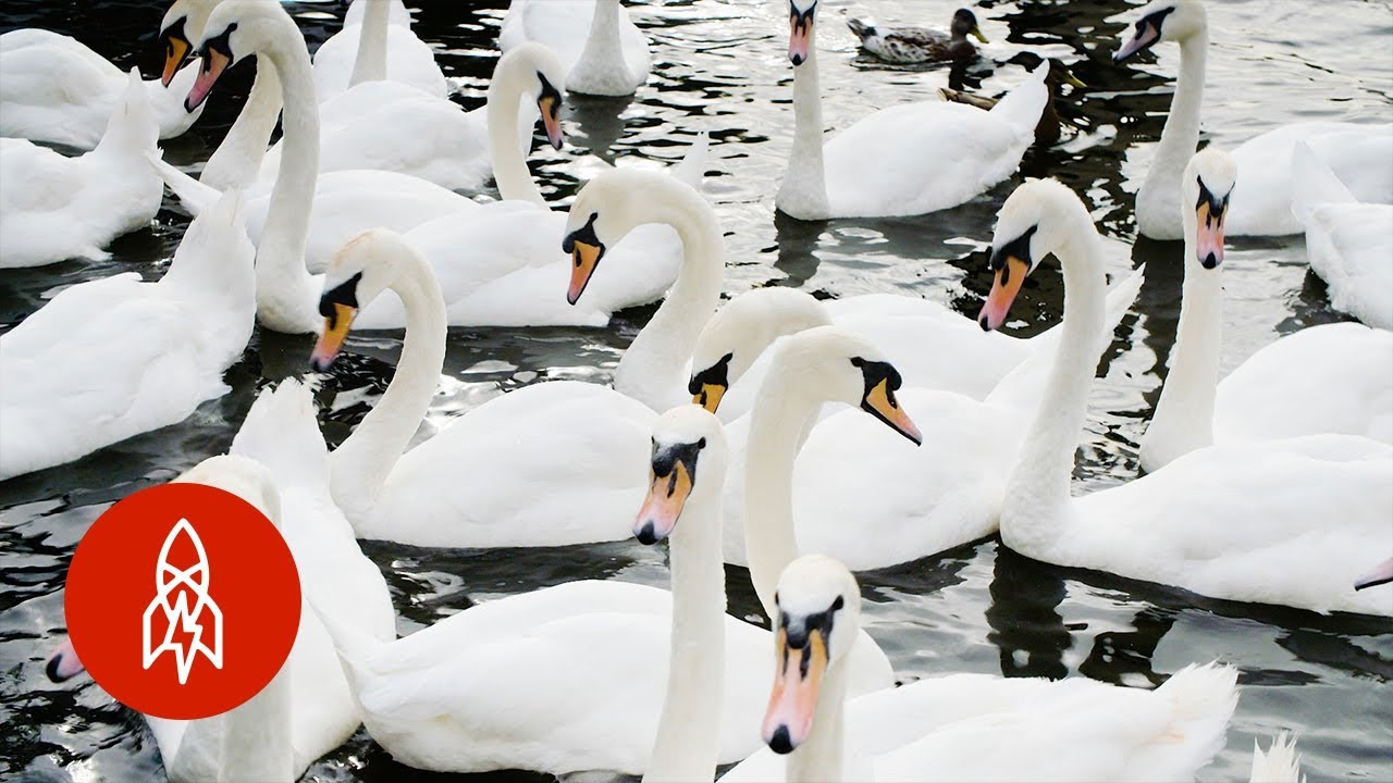 Why Swans in England Get the Royal Treatment YouTube