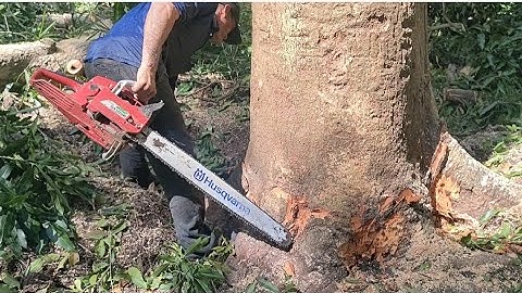 Cưa cây xoài hàng trăm năm còn sót lại .Cưa cây kỹ thuật cao