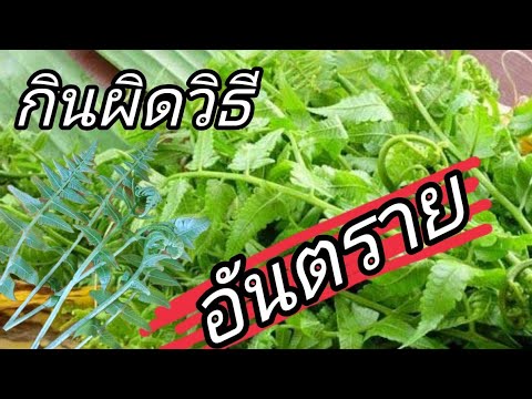ผักกูด กินผิดวิธี มีอันตราย |วิถีไทยtv|ep.14