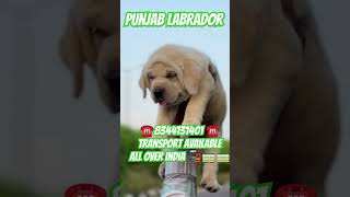 Punjab labrador puppy sale tirupattur vellore pudhukottai thanjavur trichy chennai coimbatore