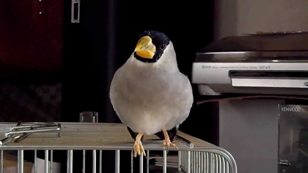 うちのイカル（Japanese Grosbeak ）