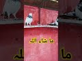 #india #pigeon #kabootar#youtube #6million #shortvideo #shortsvideo