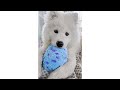 Surprise Toy and Puppy Samoyed in POOL (First Time!)