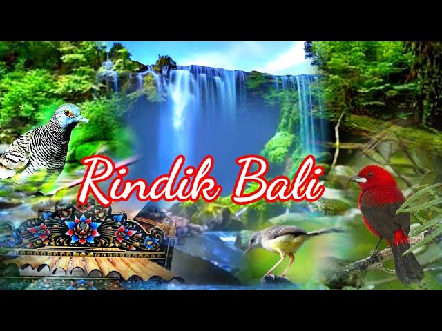 Gamelan Rindik Bali Full Suara Burung di Alam Dengan Panorama Air Terjun class=