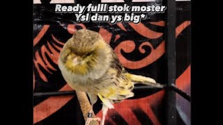 YS BIG GEDE ONLY 2700 ‼️ #canary #indonesiacanarygallery