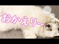 夜遅く帰宅してもお出迎えしてくれるかわいいサモエド